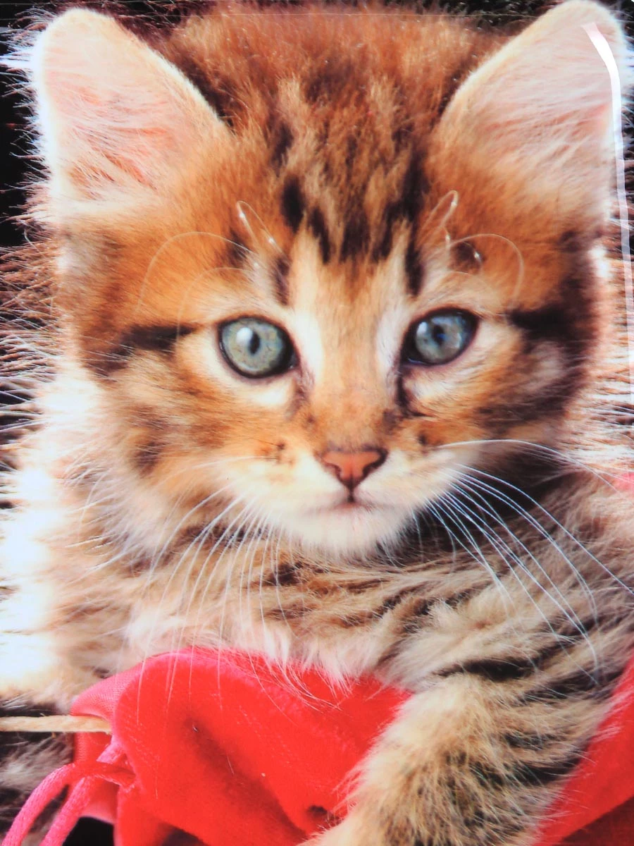 Ensemble 4 Valises Madisson Chaton - Léger, Résistant, Haut de Gamme – Image 17